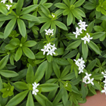 Sweet Woodruff